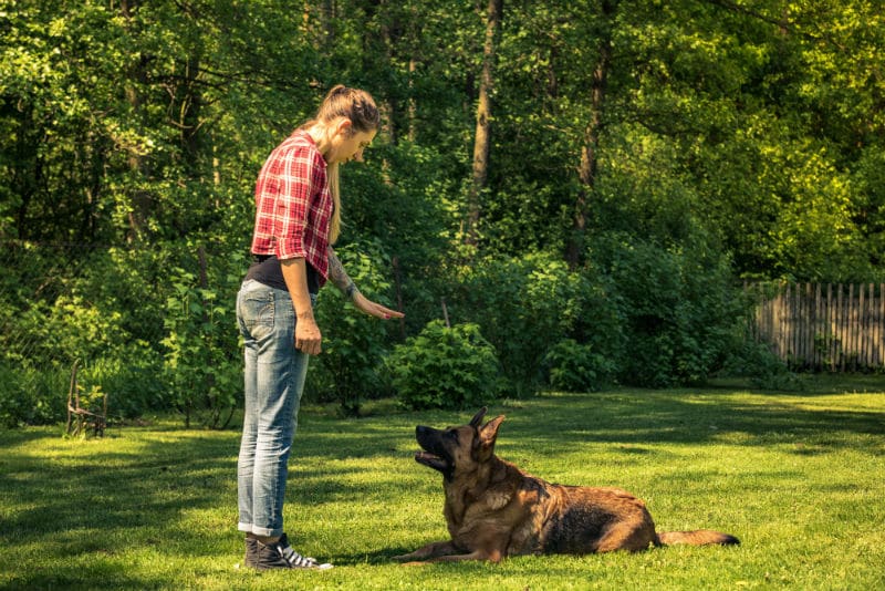 Éducateur canin qui donne un ordre à un chien