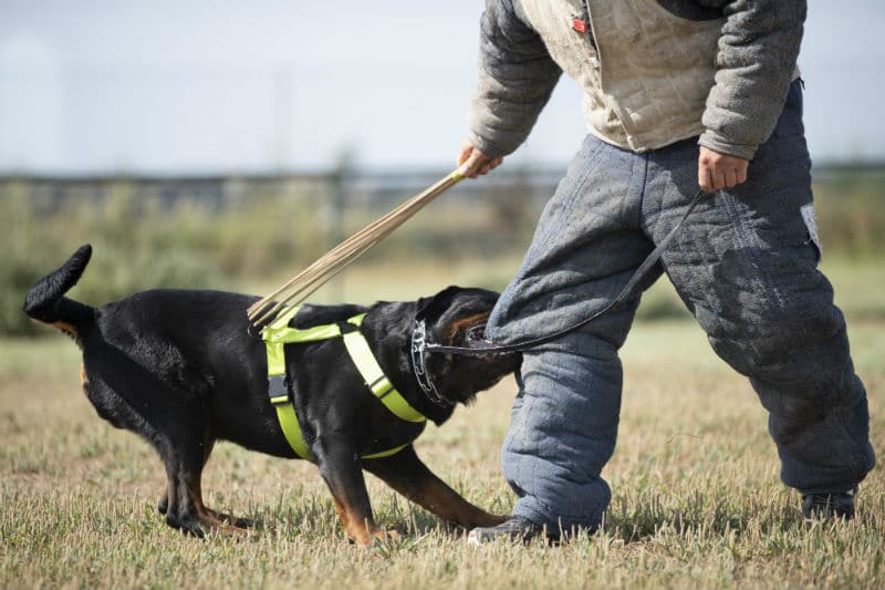 Devenir Maître-Chien 2021 formation, salaire, études