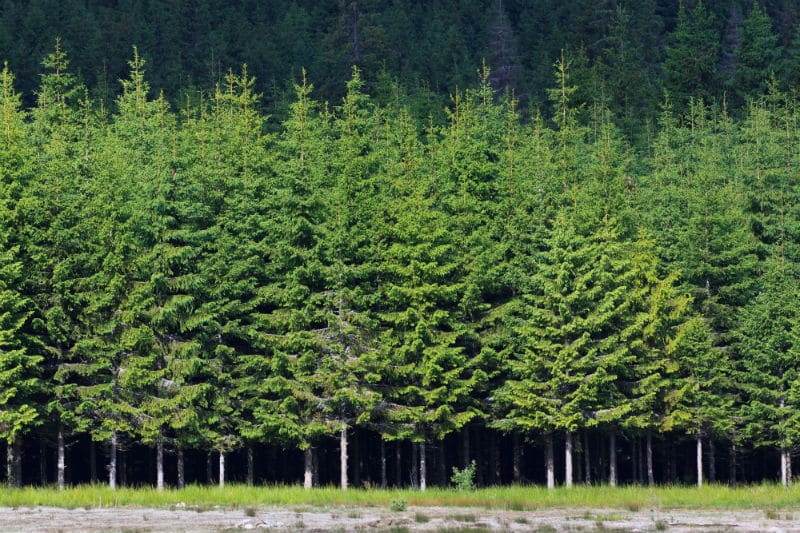 Forêt de pins